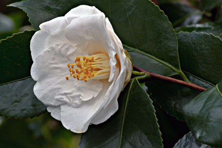 2 Quote A Flower Daily - White Camellia 02