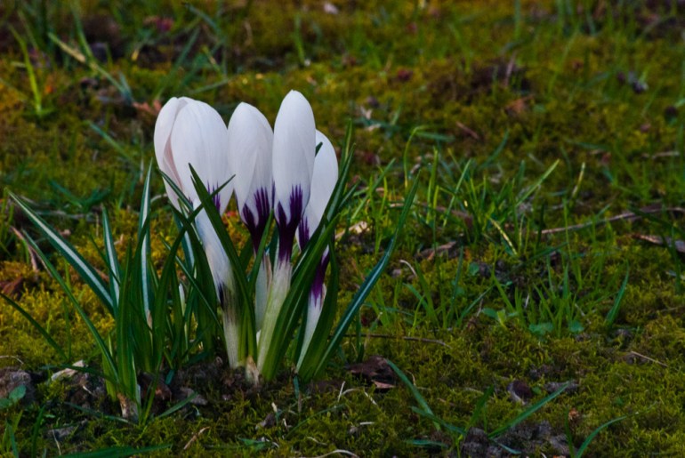 2 Quote A Flower Daily - White Crocus 02
