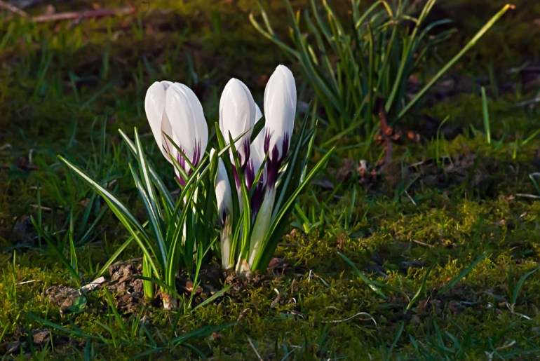 2 Quote A Flower Daily - White Crocus 03