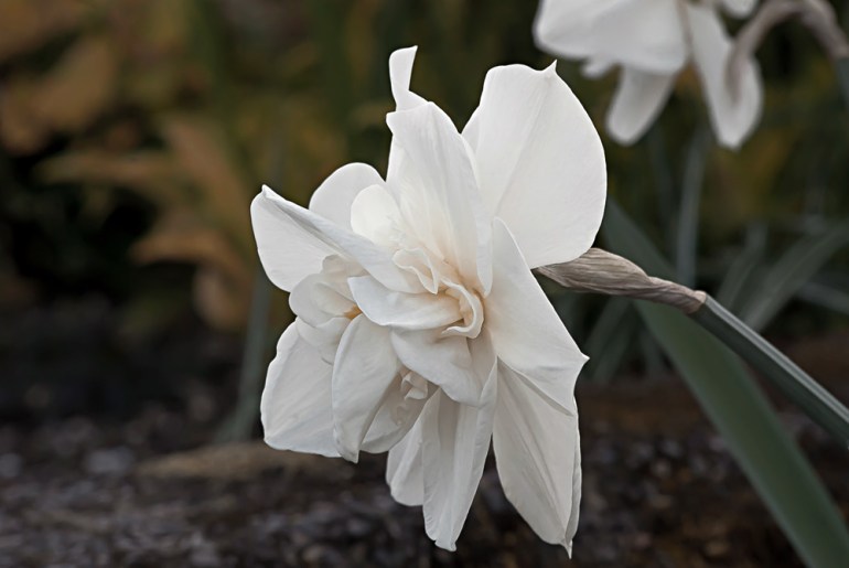 2 Quote A Flower Daily - White Daffodil 02