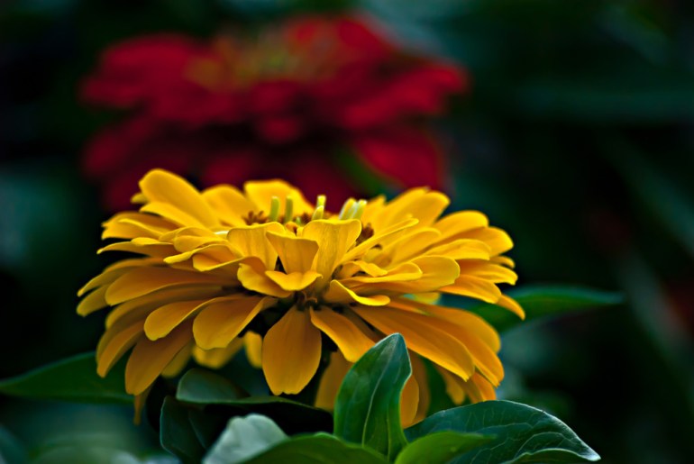 2 Quote A Flower Daily - Yellow Zinnia 02