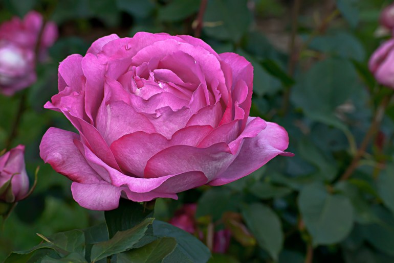 2 Quote A Flower Daily - Yves Piaget Pink Rose Profile 02