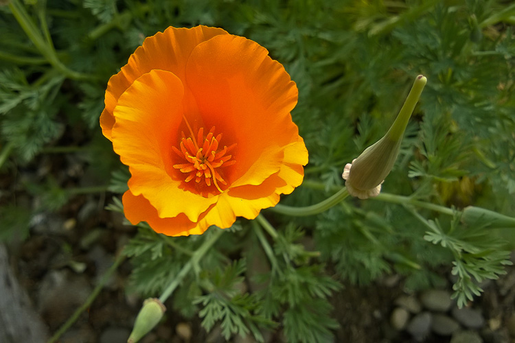 2 Quote A Flower Daily - Above California Poppy