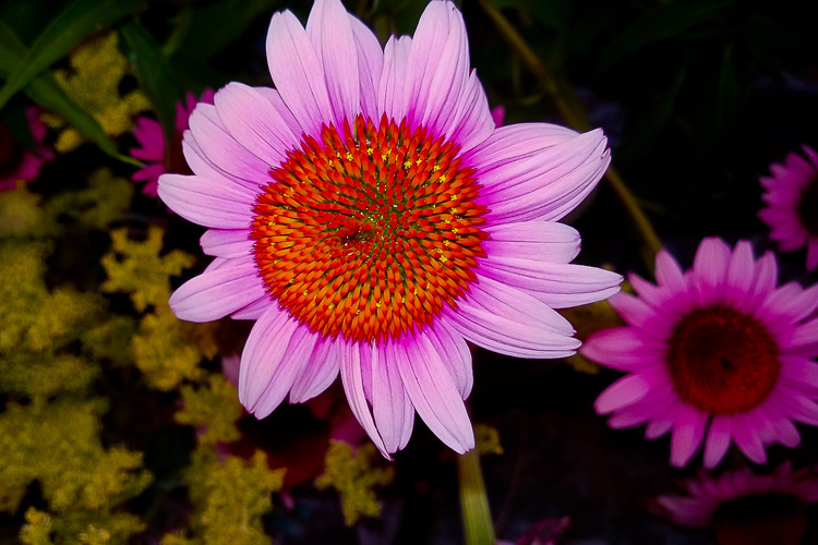2 Quote A Flower Daily - Above Echinacea