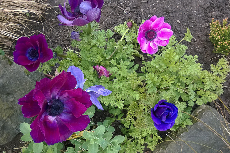 2 Quote A Flower Daily - Anemones