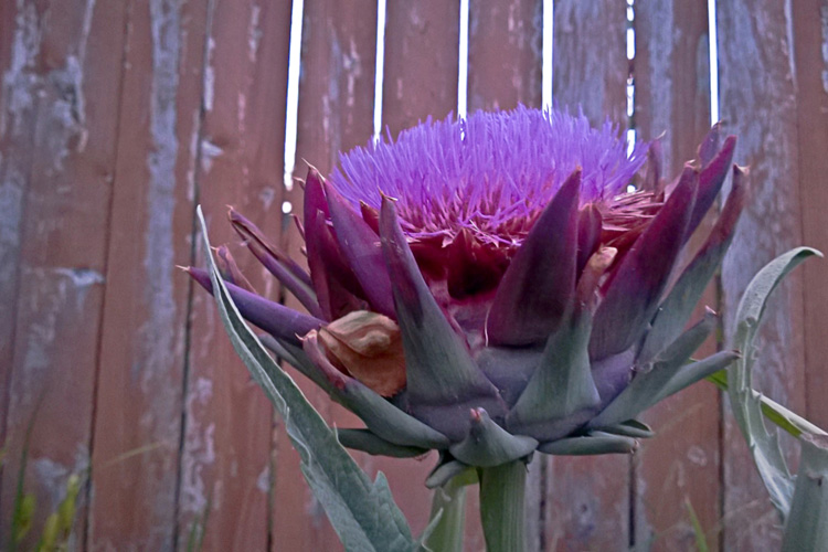 2 Quote A Flower Daily - Artichoke 03