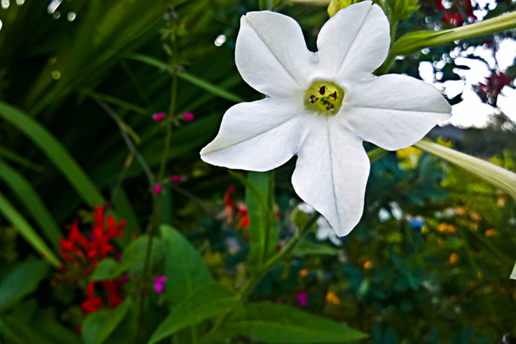 2 Quote A Flower Daily - Aztec Jasmine