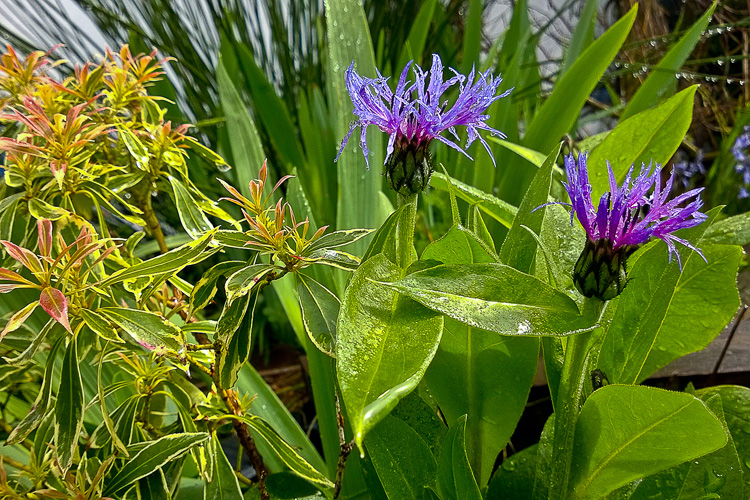 2 Quote A Flower Daily - Bachelor Button Side