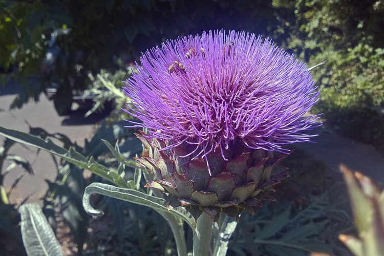 2 Quote A Flower Daily - Bee Artichoke