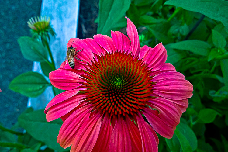 2 Quote A Flower Daily - Bee on Cone Flower 01