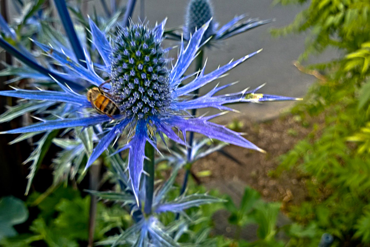 2 Quote A Bee - Bee on Sea Holly 01