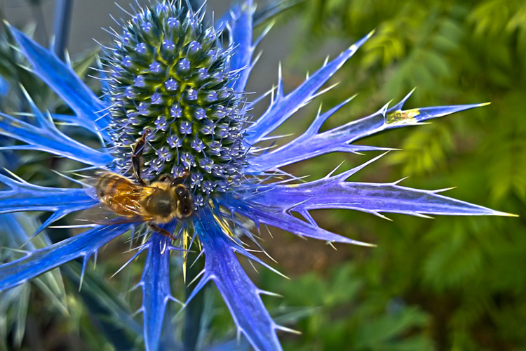 2 Quote A Flower Daily - Bee on Sea Holly 03