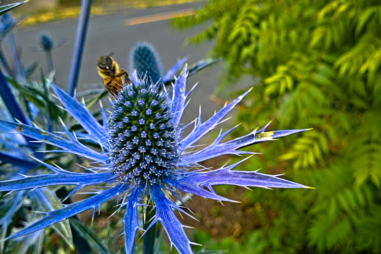 2 Quote a Bee - Bee on Sea Holly 04
