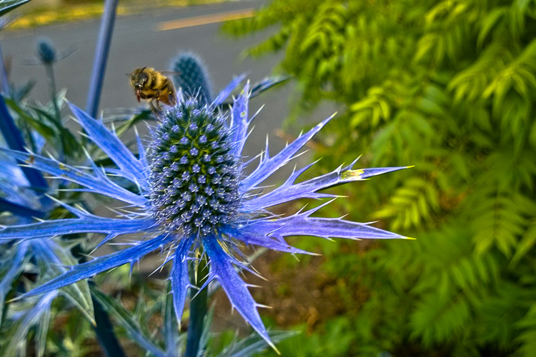 2 Quote A Flower Daily - Bee on Sea Holly 05