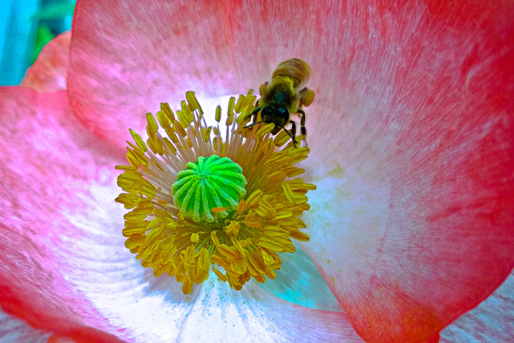 2 Quote A Flower Daily - Bee Poppy