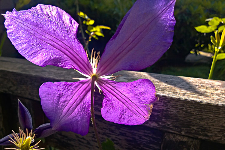 2 Quote A Flower Daily - Behind Clematis