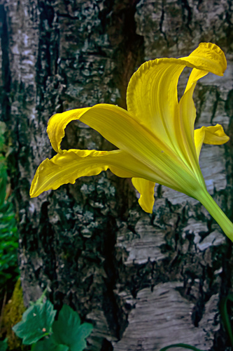 2 Quote A Flower Daily - Behind Yellow Lily 01
