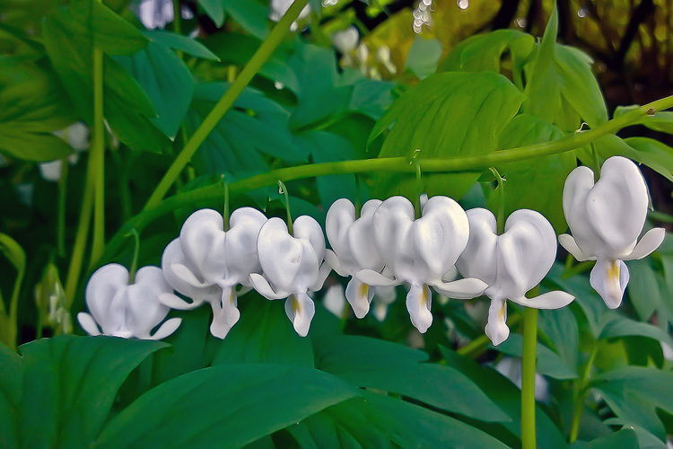 2 Quote A Flower Daily - Bleeding White Hearts