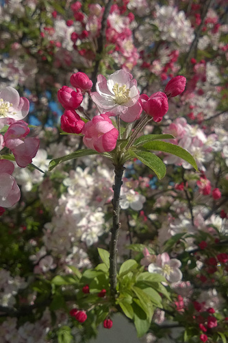 2 Quote A Flower Daily - Blossoming Fruit 04