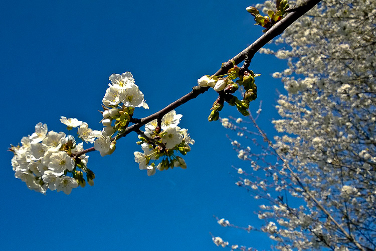 2 Quote A Flower Daily - Blossoms