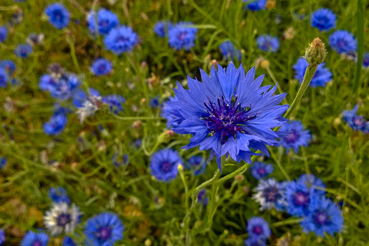 2 Quote A Flower Daily - Blue Bachelor Button