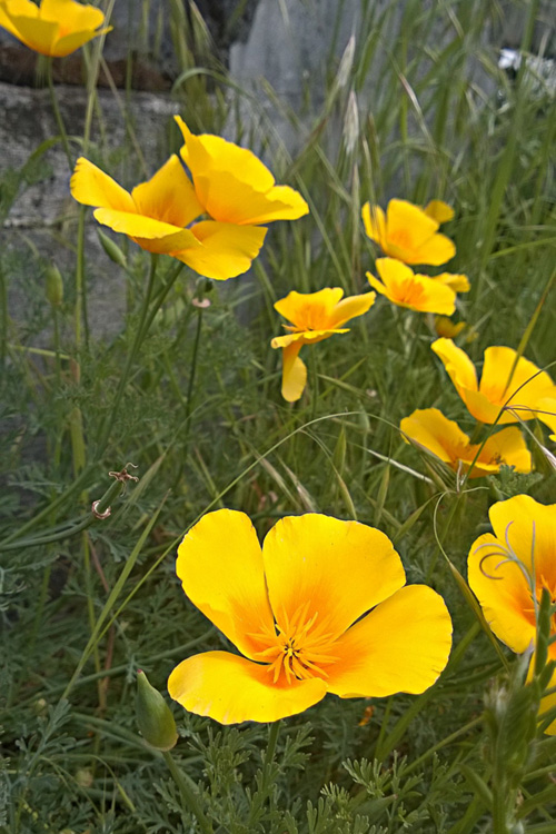 2 Quote A Flower Daily - California Poppies 01
