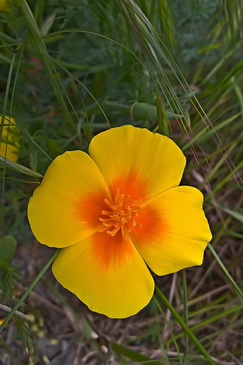 2 Quote A Flower Daily- California Poppy 02