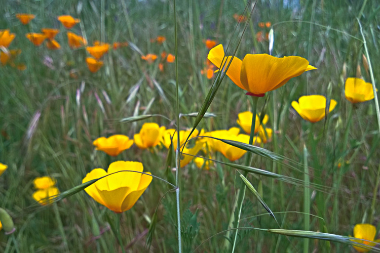 2 Quote A Flower Daily - California Poppy Field 01