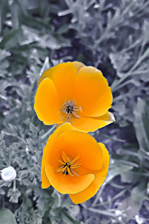 2 Quote A Flower Daily - California Poppy Pair 01
