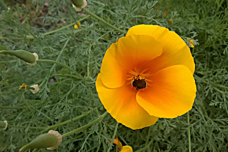 2 Quote A Flower Daily - California Poppy with Bee