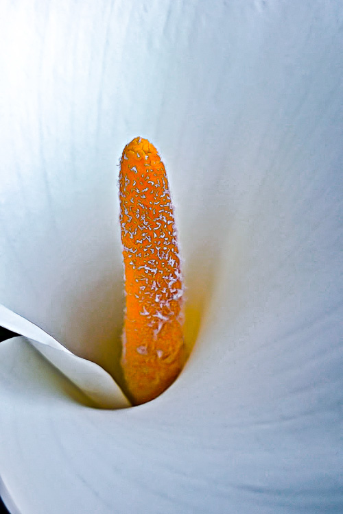 2 Quote A Flower Daily - Calla Lily Pistil