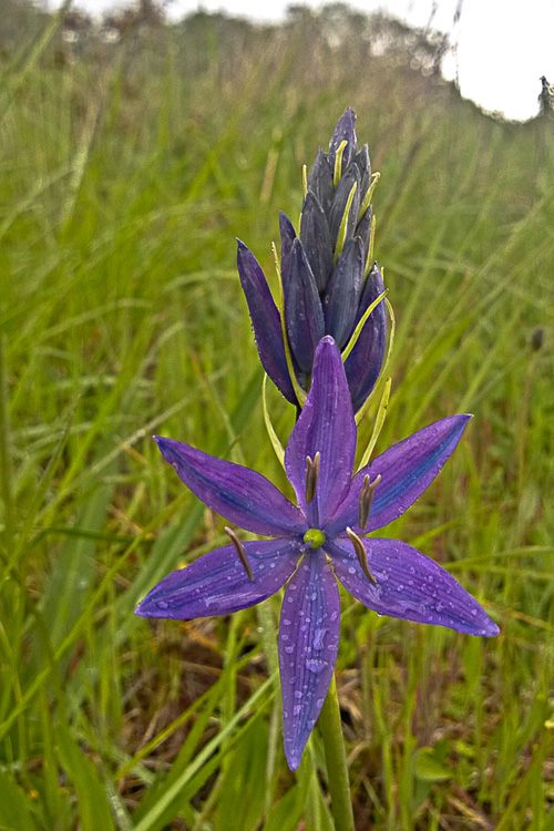 2 Quote A Flower Daily - Camas 01
