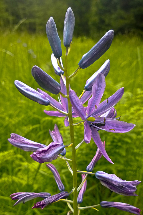 2 Quote A Flower Daily - Camas 02