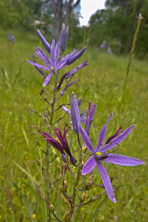 2 Quote A Flower Daily - Camas Flowers 01