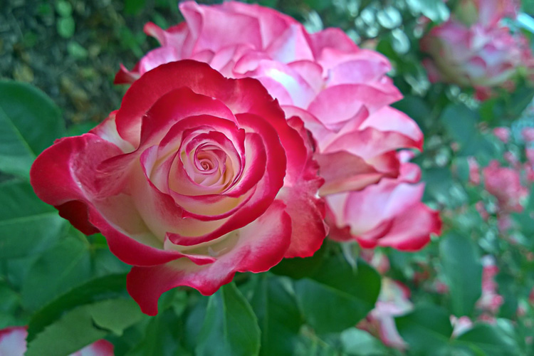 2 Quote A Flower Daily - Cherry Parfait Rose