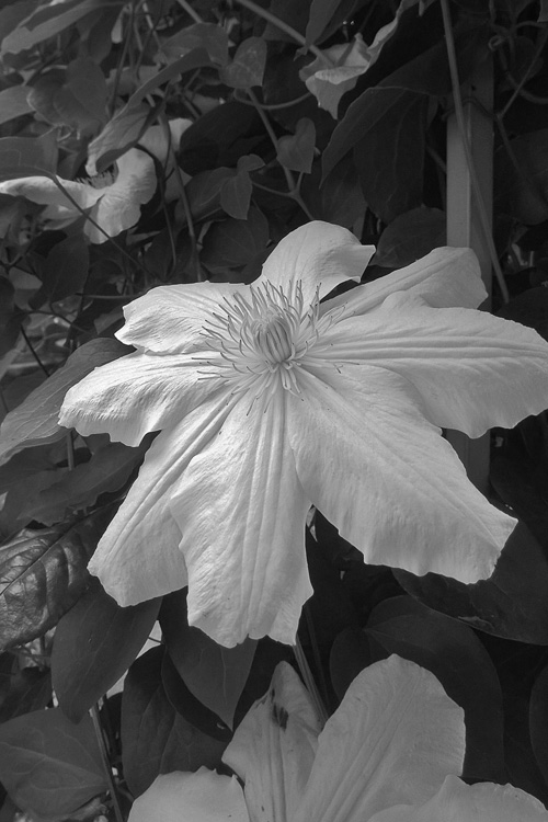 2 Quote A Flower Daily - Clematis Black and White