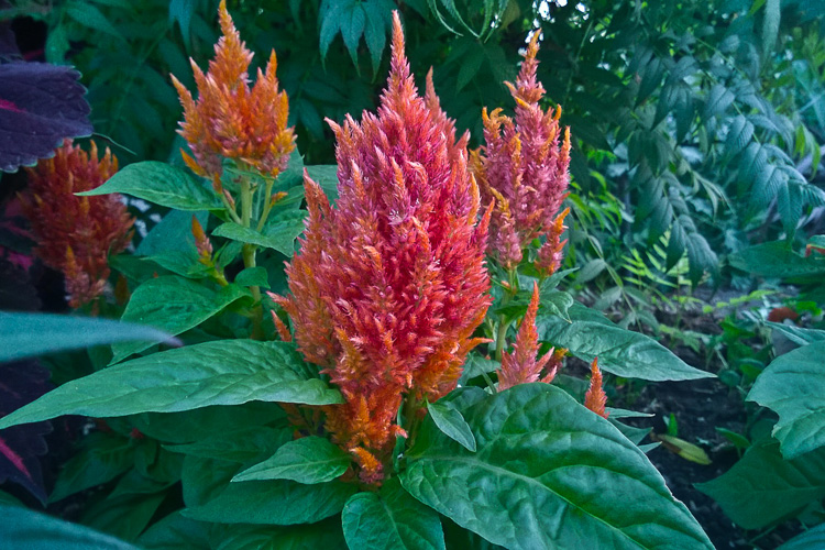 2 Quote A Flower Daily - Cockscomb Flame