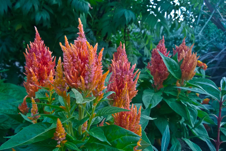 2 Quote A Flower Daily - Cockscomb