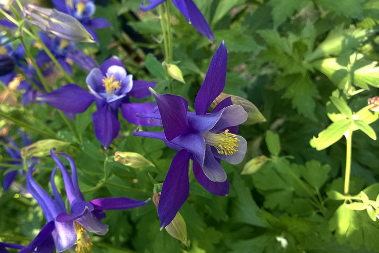 2 Quote A Flower Daily - Columbine Purple Profile