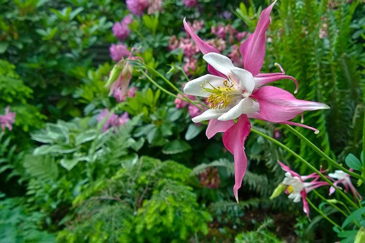 2 Quote A Flower Daily - Columbine Red and White