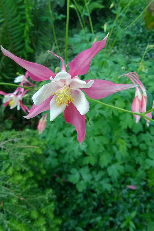 2 Quote A Flower Daily - Columbine Red