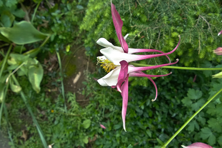 2 Quote A Flower Daily - Columbine