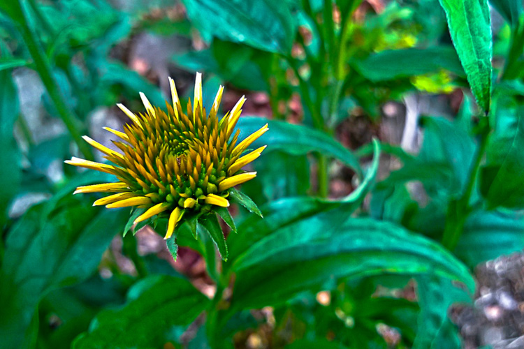 2 Quote A Flower Daily - Cone Flower Bud 01