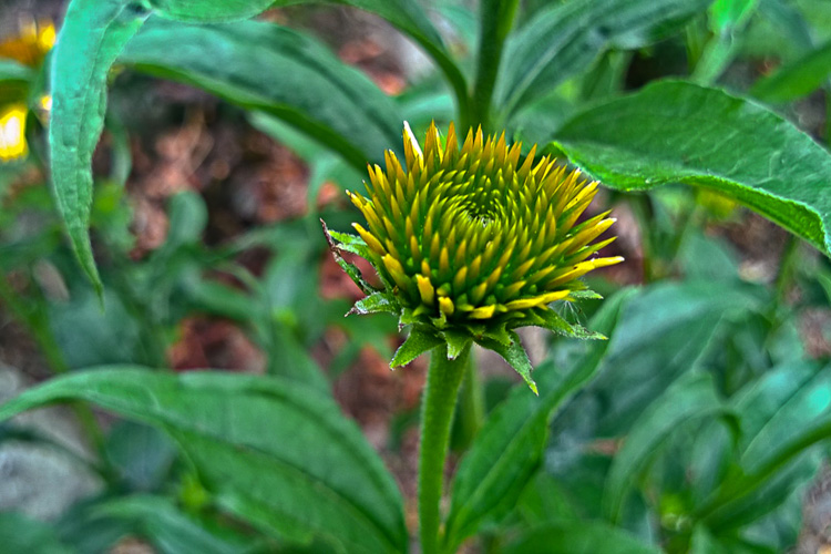 2 Quote A Flower Daily - Cone Flower Bud 02