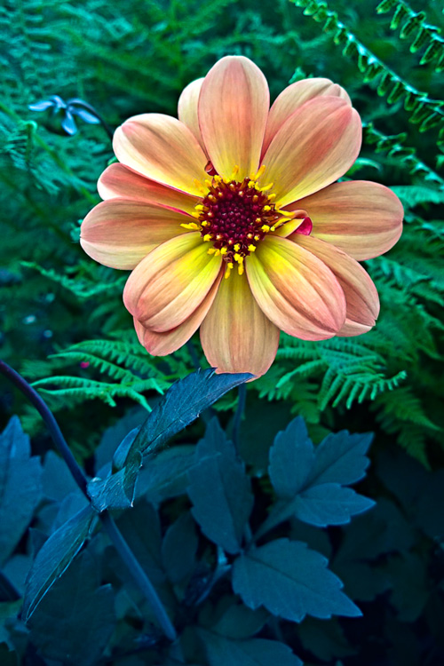 2 Quote A Flower Daily - Dahlia Dream