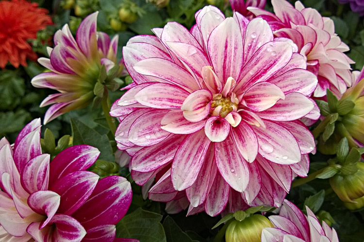 2 Quote A Flower Daily - Dahlinova Hypnotica