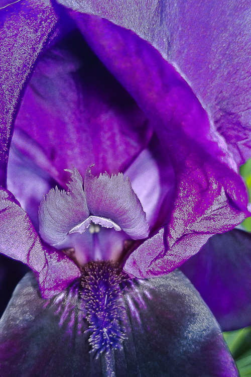 2 Quote A Flower Daily - Dark Purple Iris