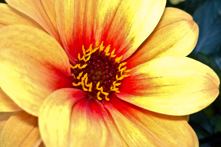 2 Quote A Flower Daily - Dreamy Eyes Dahlia Macro