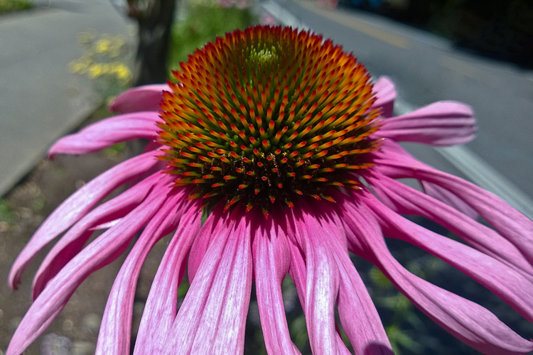 2 Quote A Flower Daily - Echinacea Purpurea