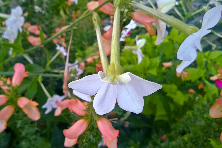 2 Quote A Flower Daily - Flower Bunch